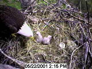 Two Eagle Chicks