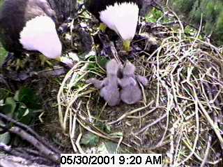 Eagle chicks with parents on Wednesday