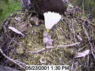 Eagle chick number 1 and 2 :o)