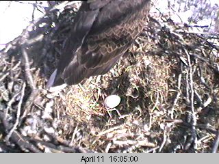 First Eagle egg in 2002